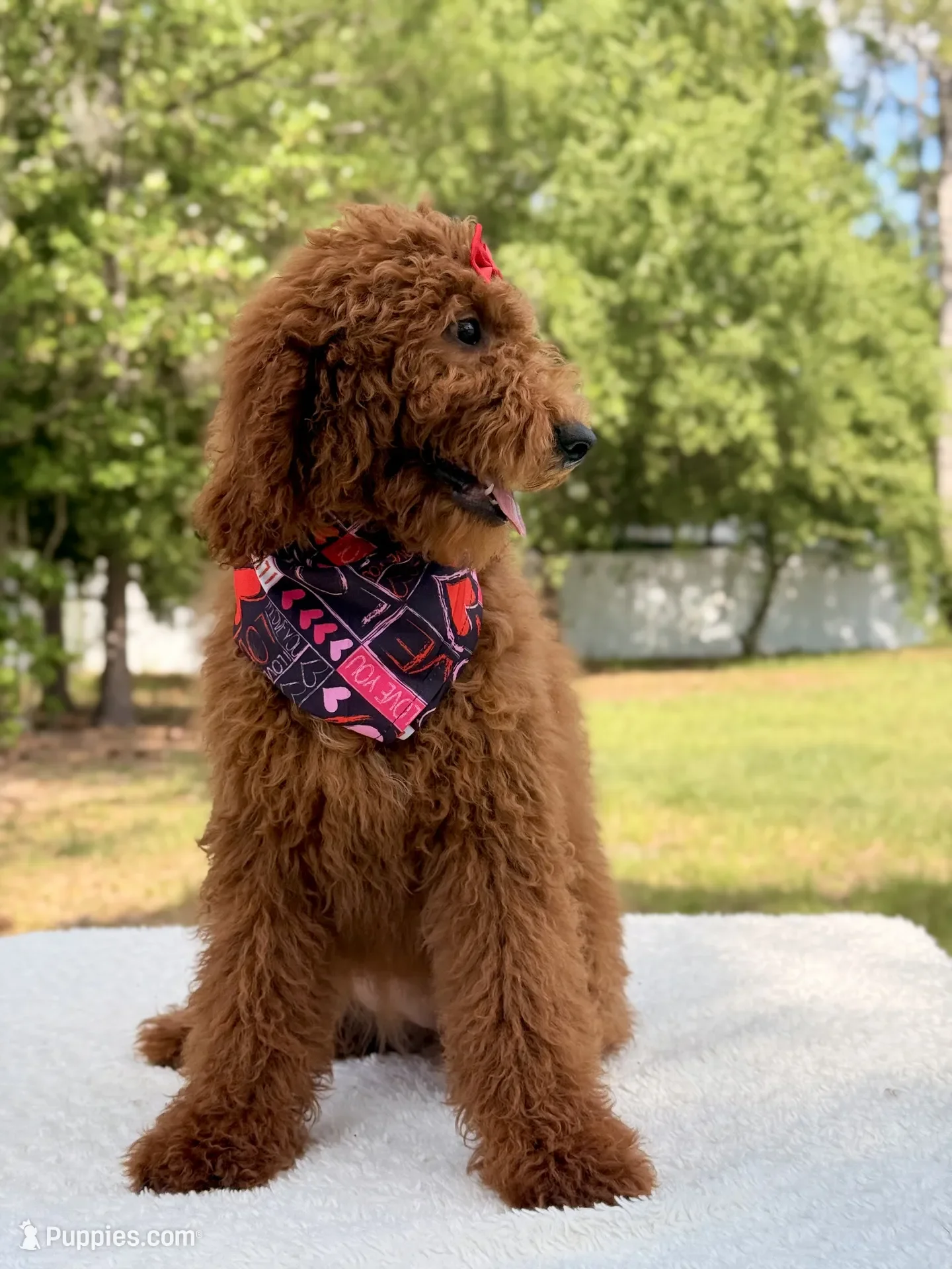 Valentina Goldendoodle image 1