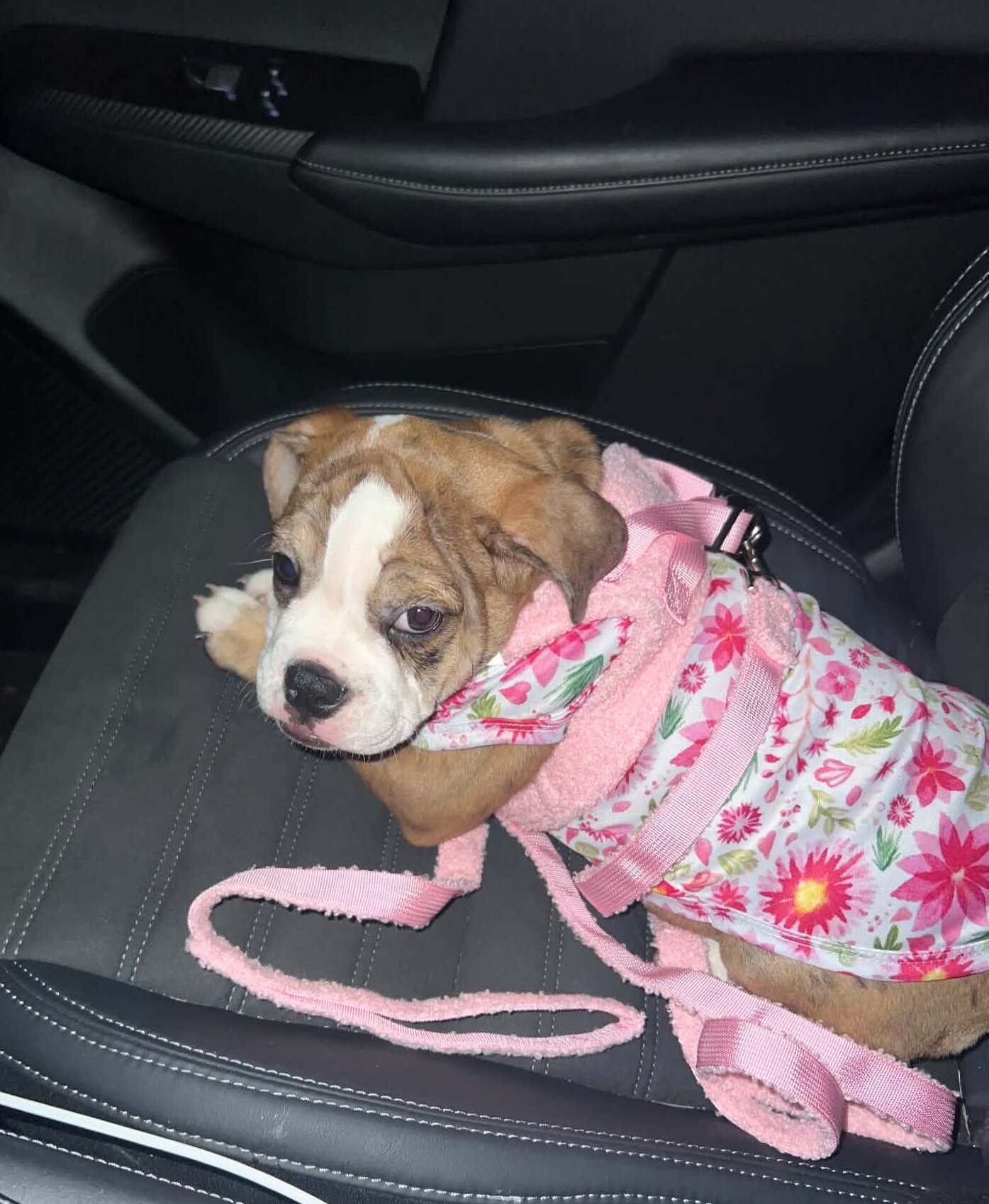 Beabull Puppy image 1