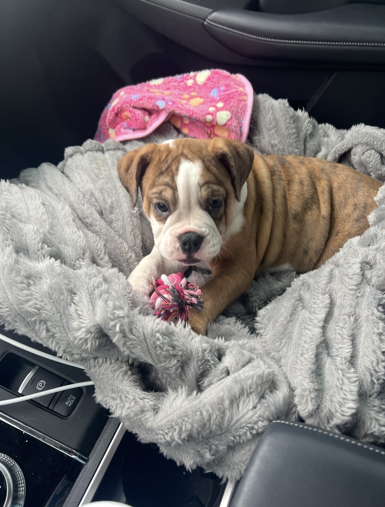 Beabull Puppy image 5