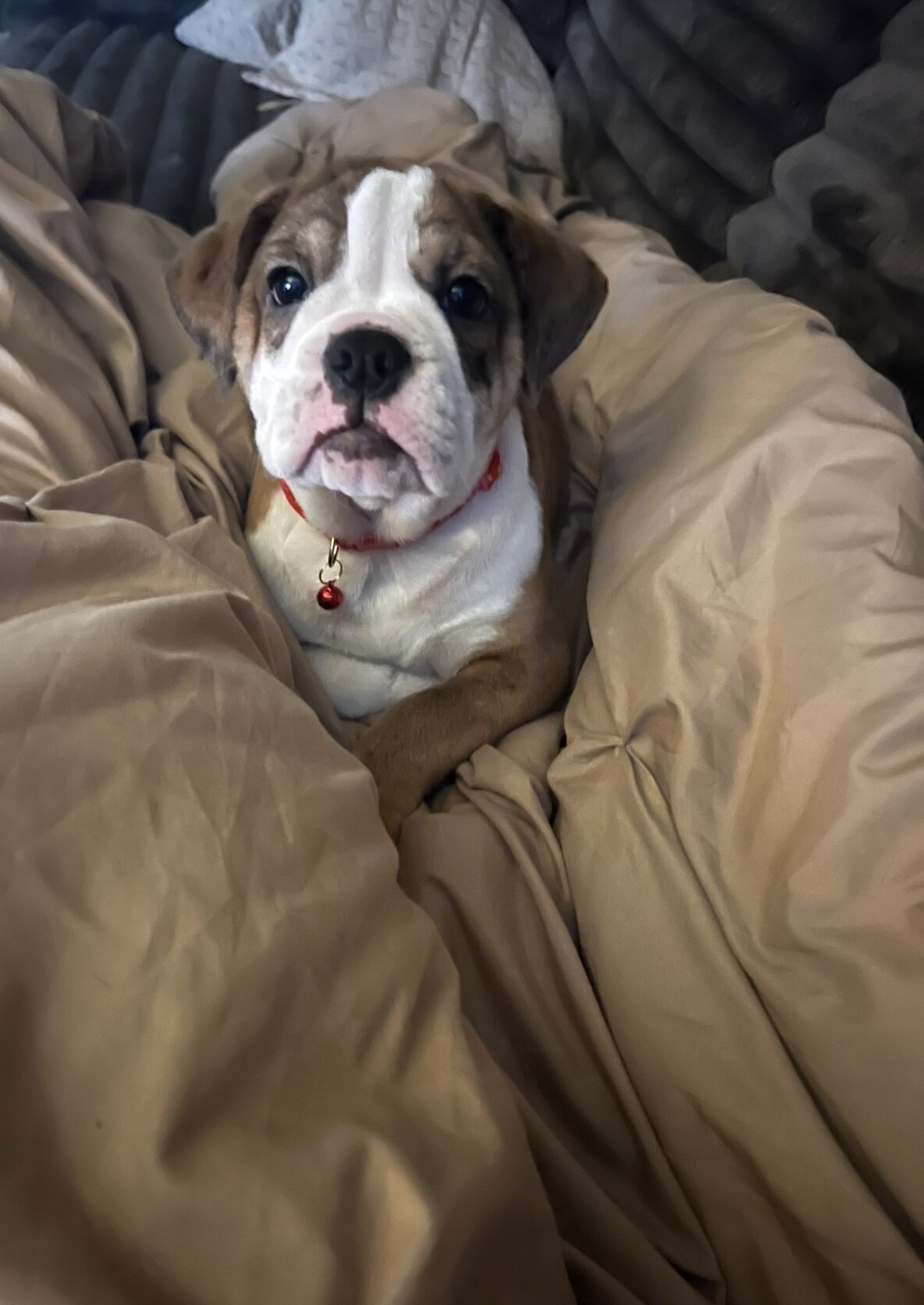 Beabull Puppy image 6