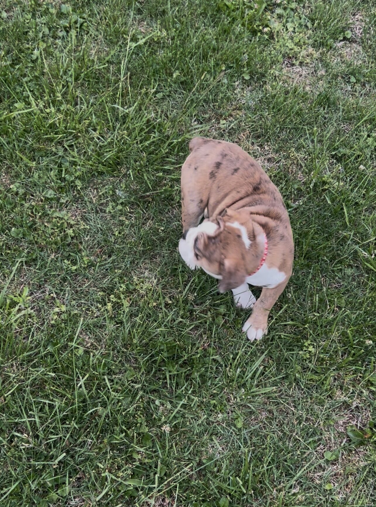 Beabull Puppy image 4