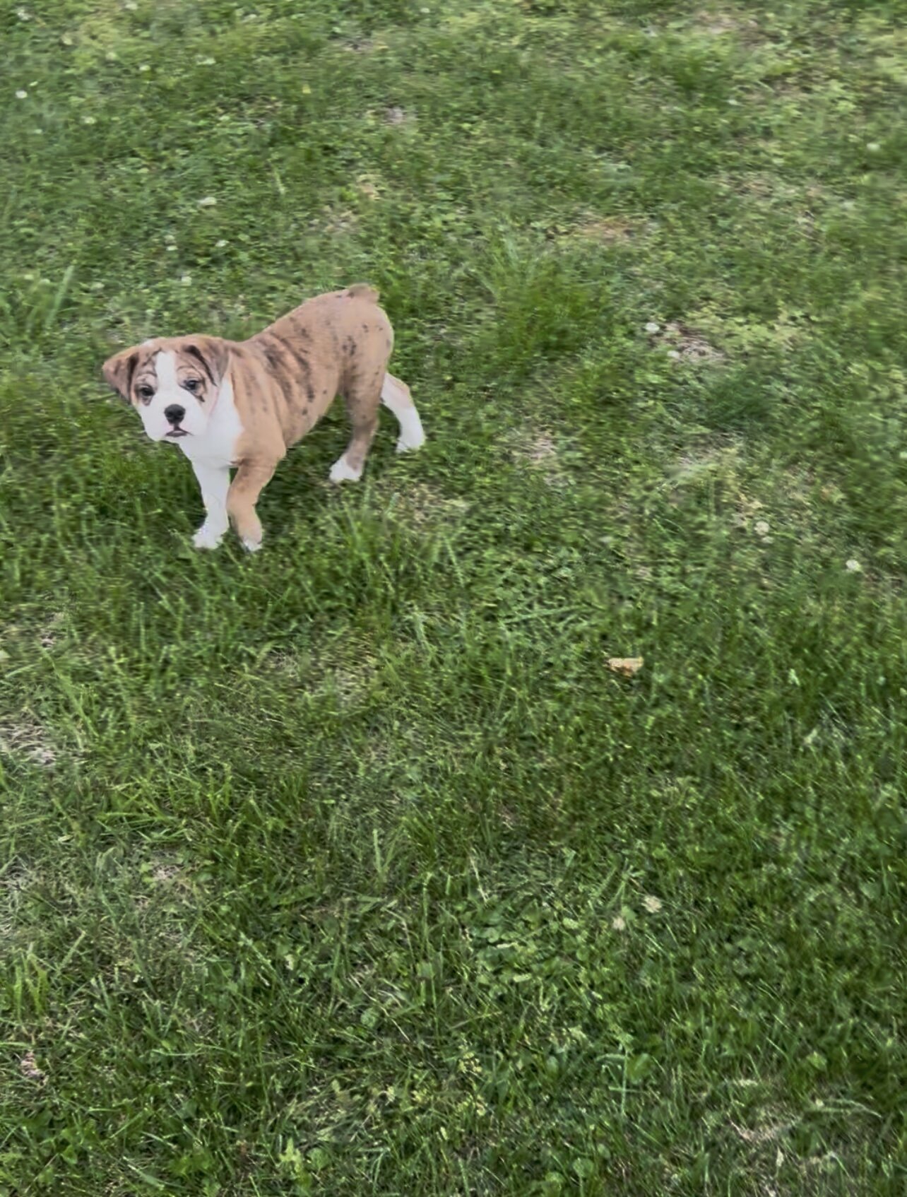 Beabull Puppy image 3