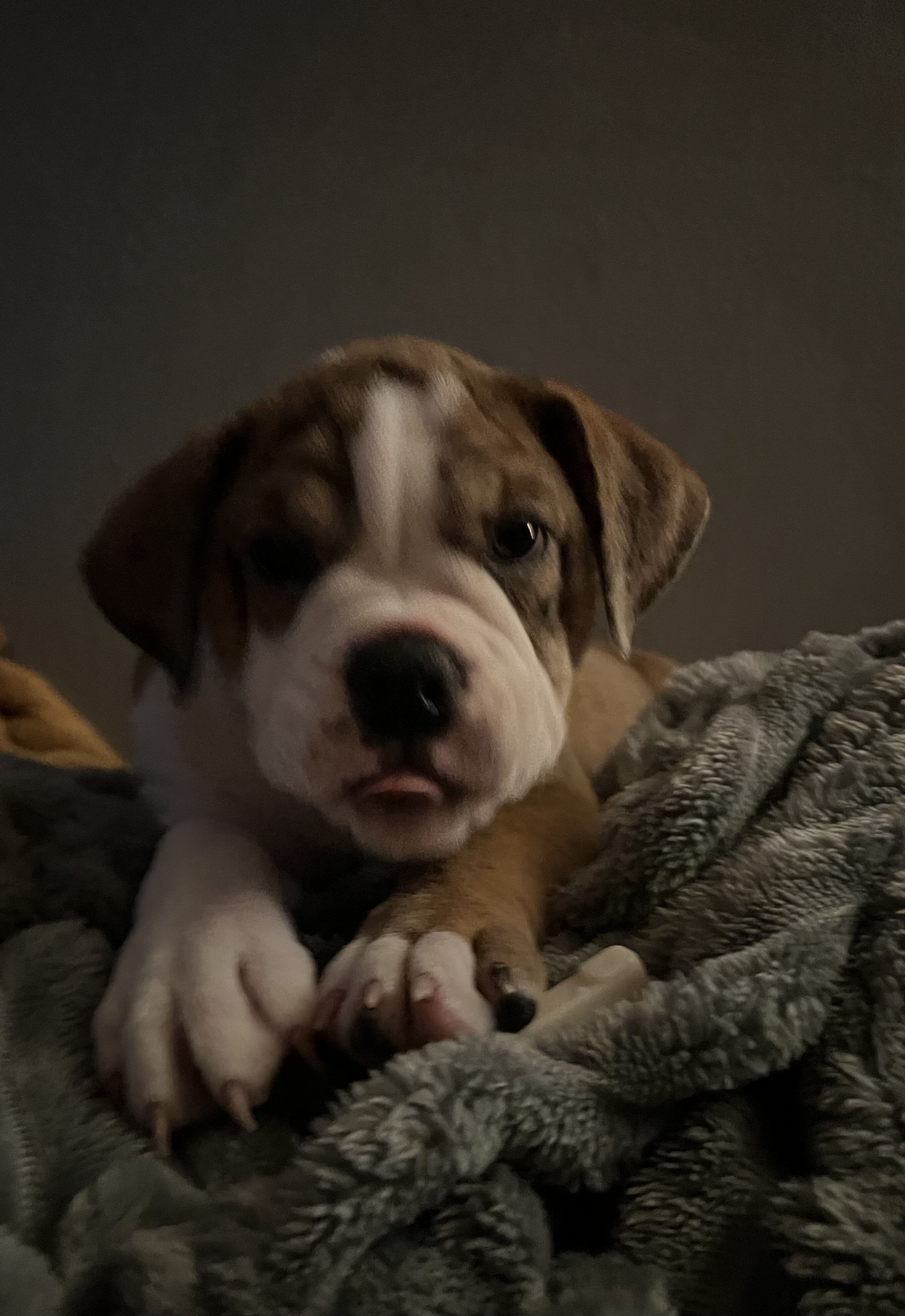 Beabull Puppy image 2