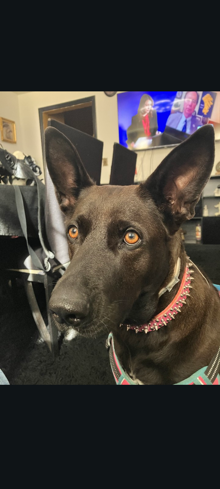 5 year old female German Shepherd mix image 3