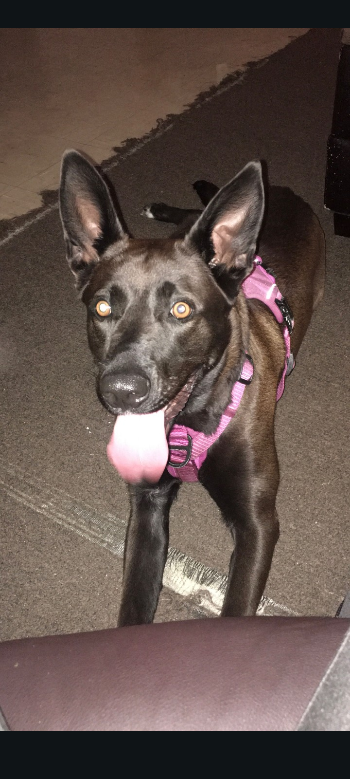 5 year old female German Shepherd mix image 2