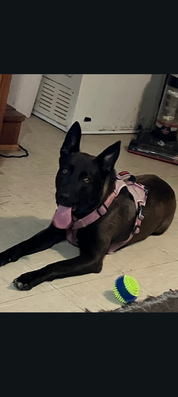 5 year old female German Shepherd mix image 1