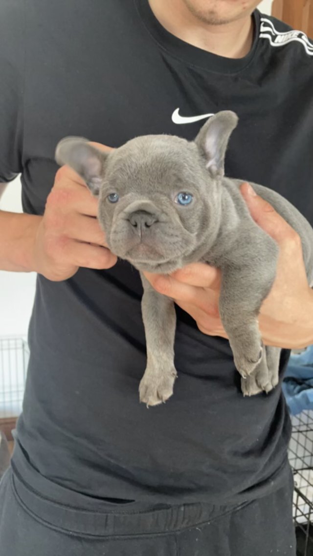 **Sweet Charming French Bulldog Puppies** image 1