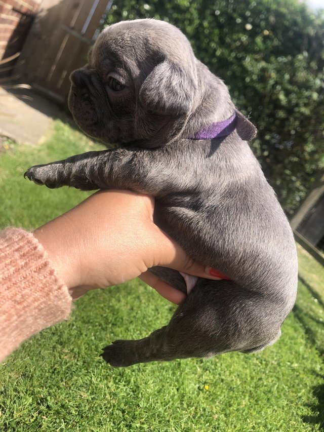 **Sweet Charming French Bulldog Puppies** image 2
