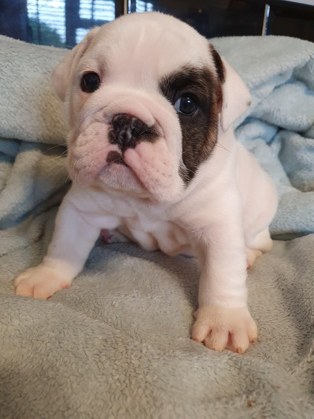 AKC-registered French Bulldog for re-homing image 1
