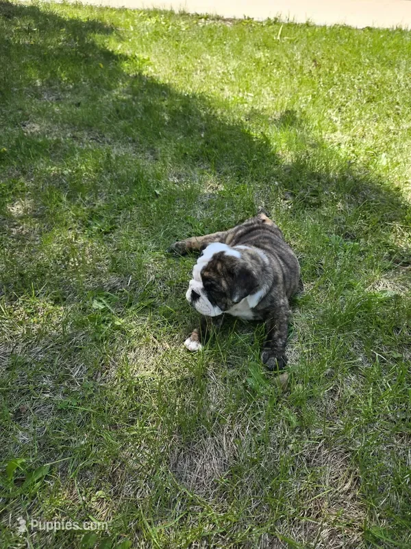 Lilac England Bulldog image 3