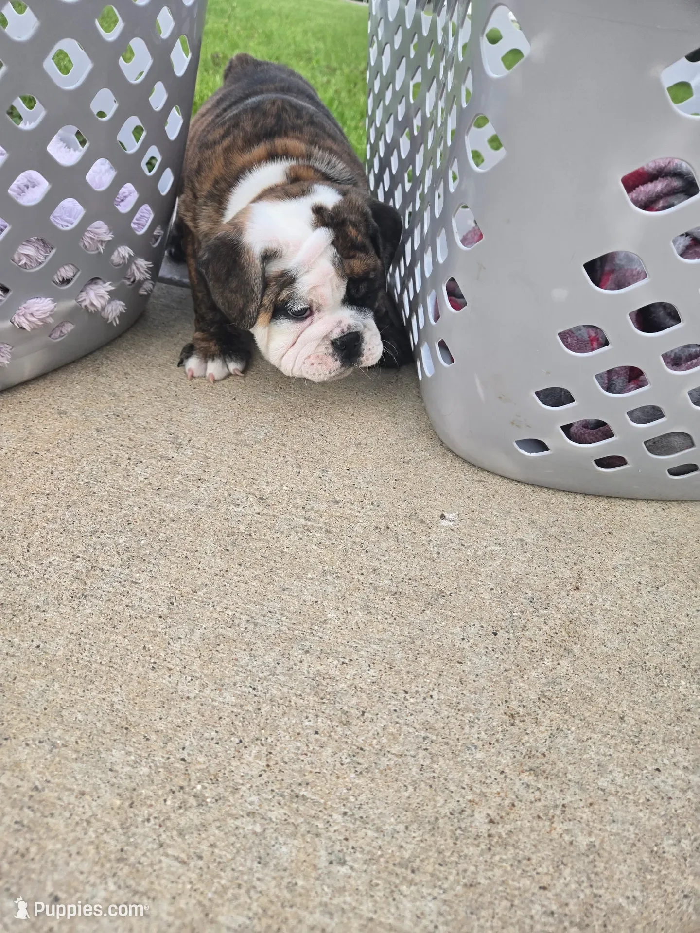 Lilac England Bulldog image 2