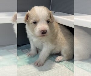 AKC FEMALE PUPPY image 1
