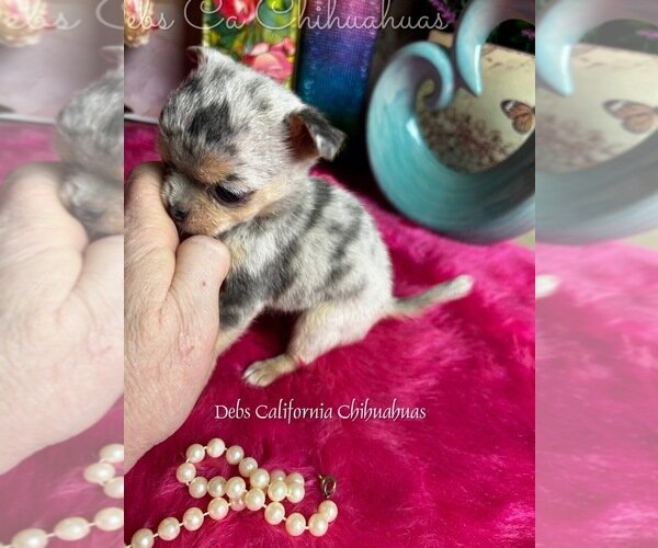 Puppy for Sale image 1