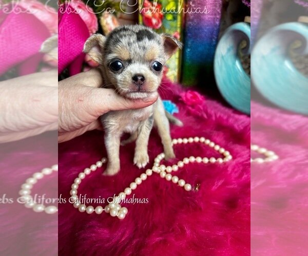 Puppy for Sale image 2