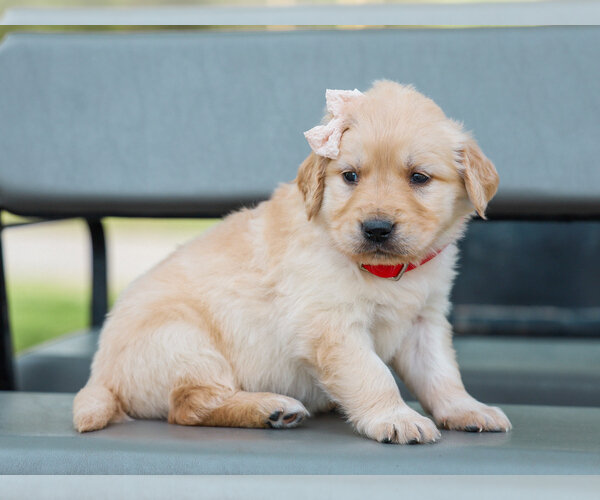ARABELLE AKC REGISTERED image 2