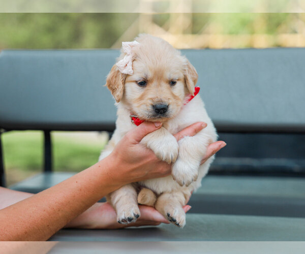 ARABELLE AKC REGISTERED image 3