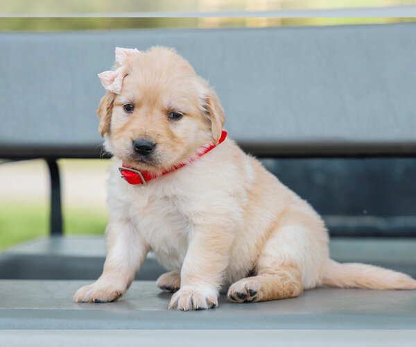 ARABELLE AKC REGISTERED image 1
