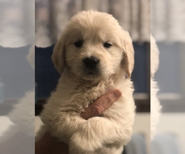 Golden Retriever Litter of Puppies For Sale image 3