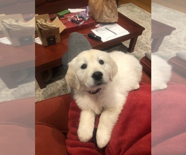 Golden Retriever Litter of Puppies For Sale image 2