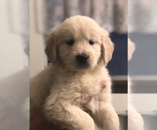 Golden Retriever Litter of Puppies For Sale image 1