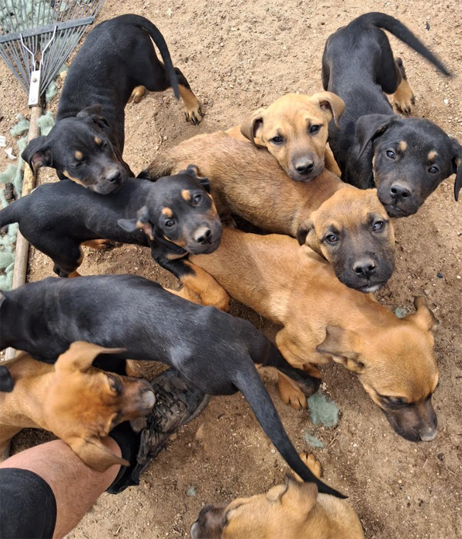 9 BEAUTIFUL LOVING & PLAYFUL PUPPYS image 1