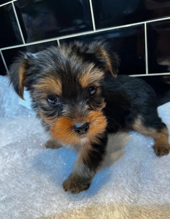 FeMale Yorkshire Terrier Puppy image 1
