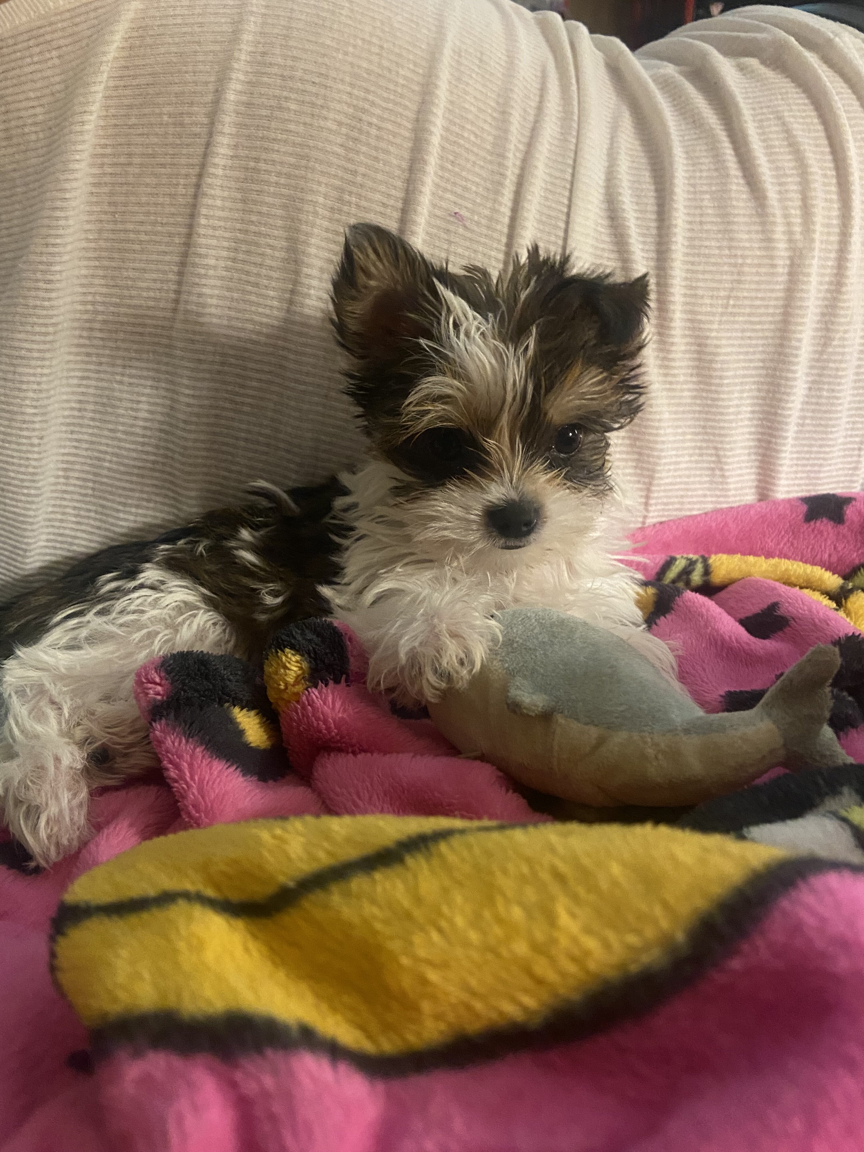 Party teacup Yorkies image 5