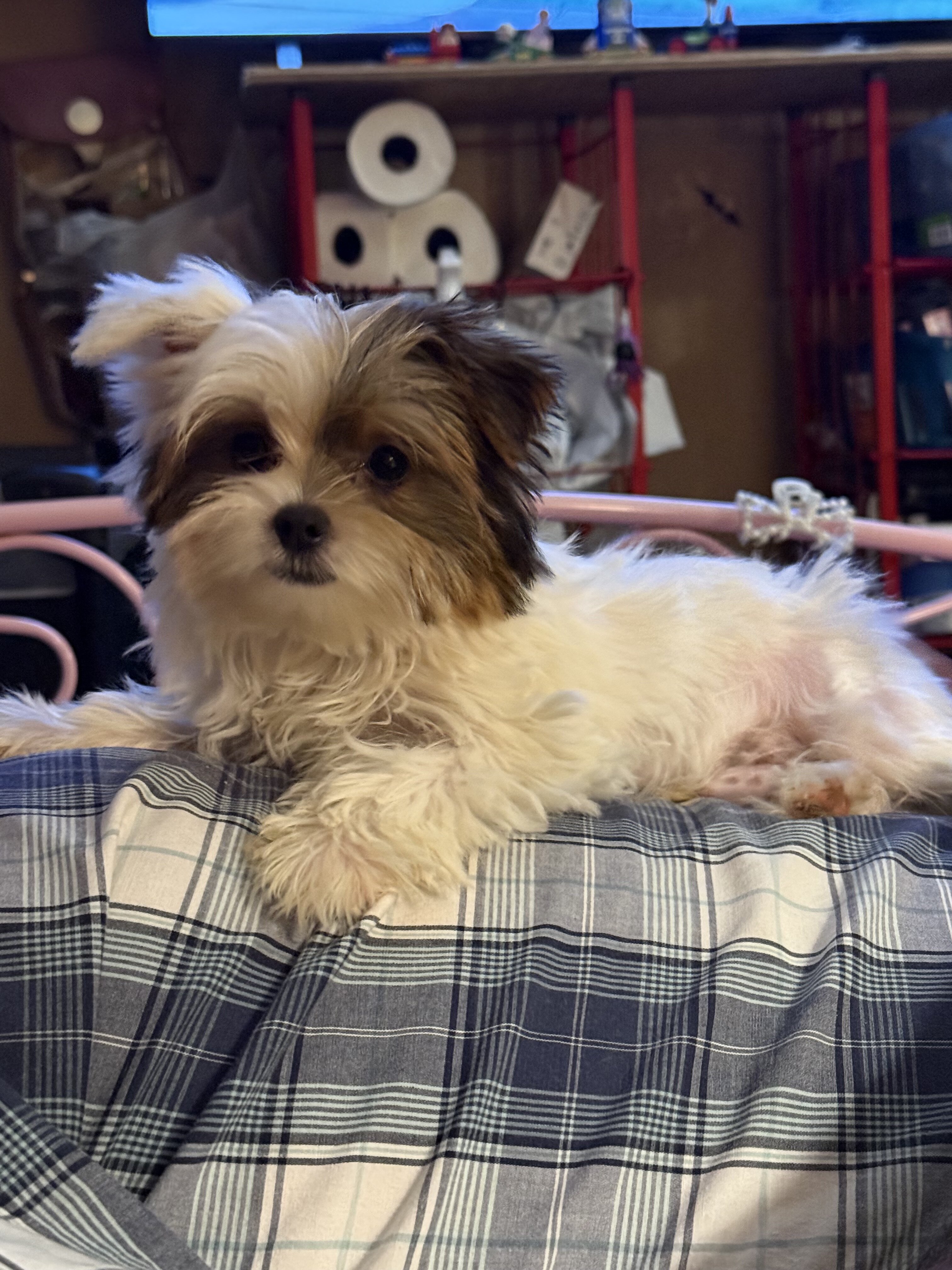 Party teacup Yorkies image 1