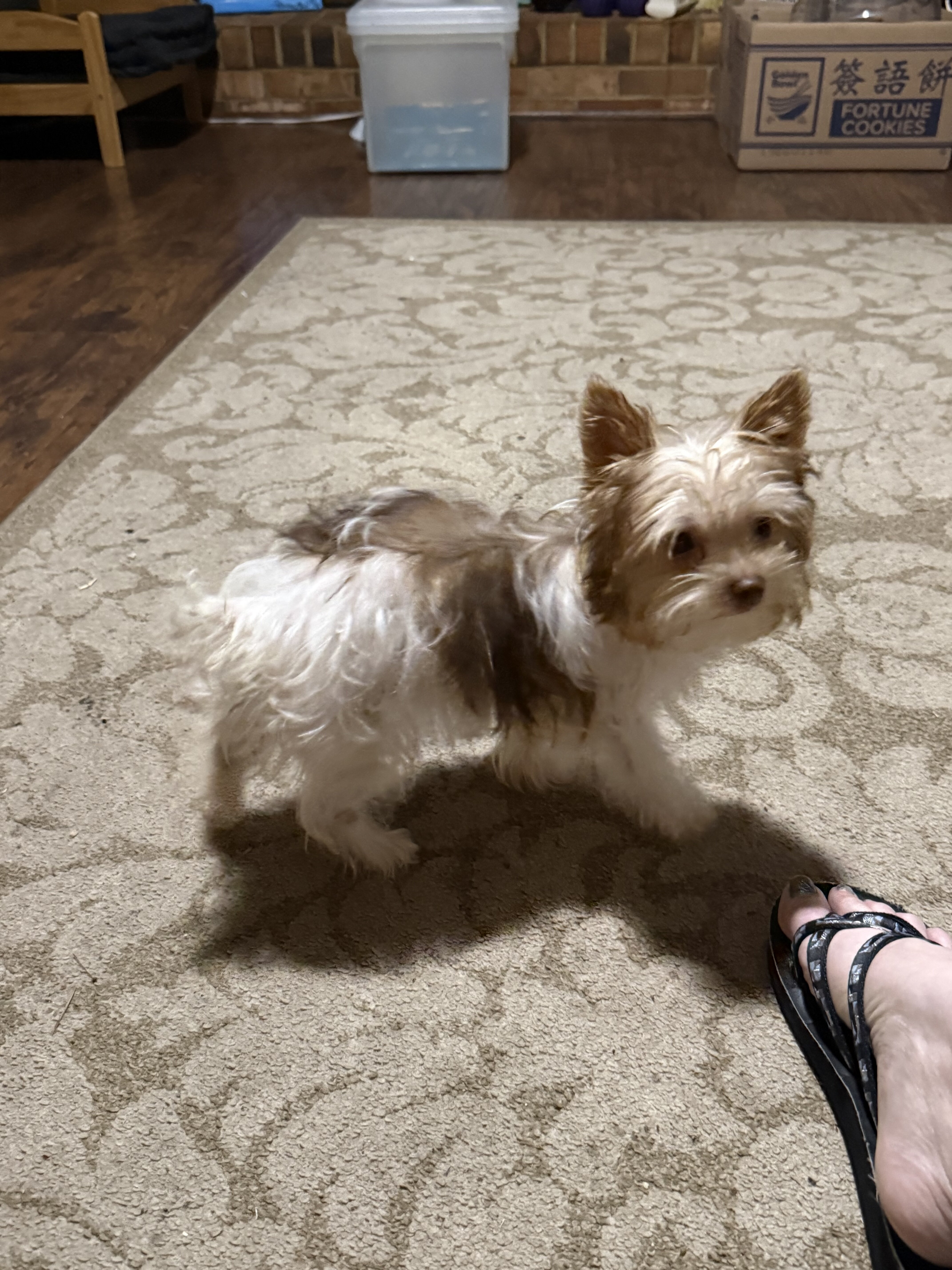 Party teacup Yorkies image 4