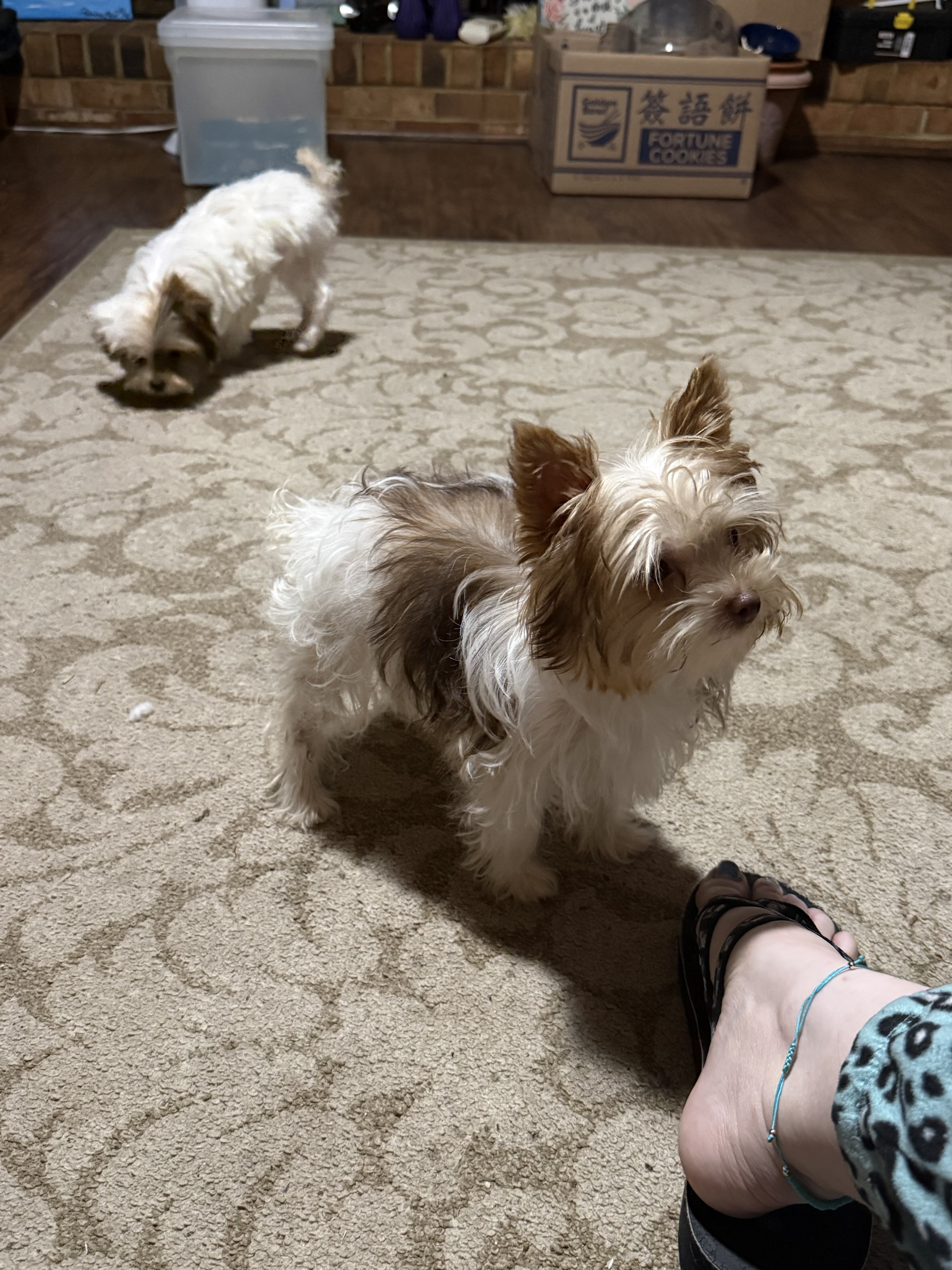 Party teacup Yorkies image 3