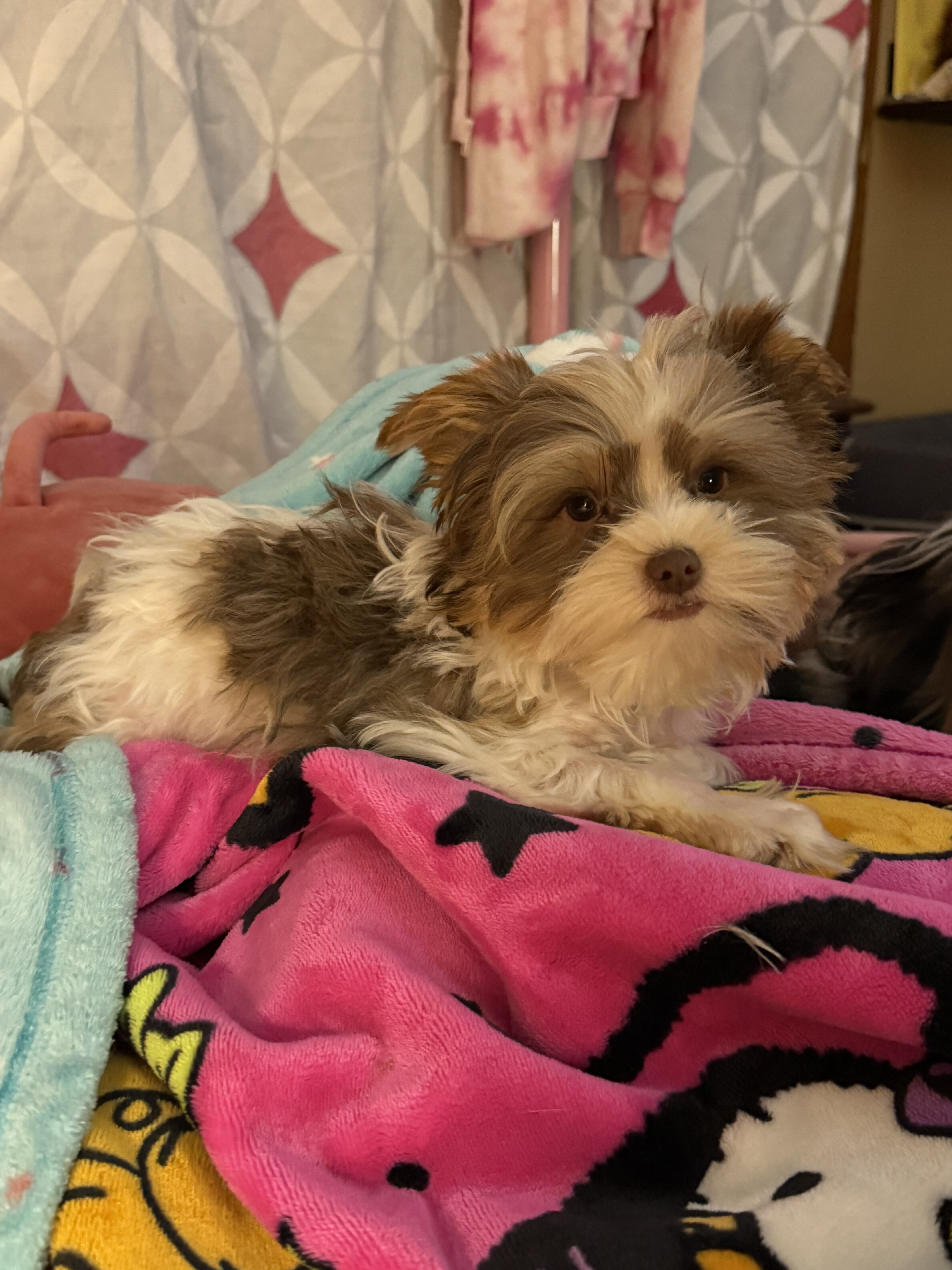 Party teacup Yorkies image 2