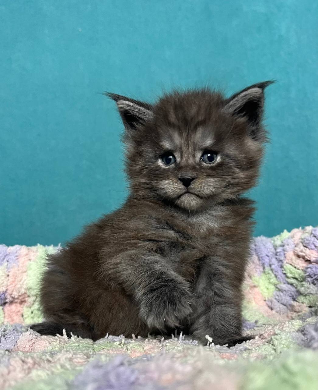 Maine coon image 1