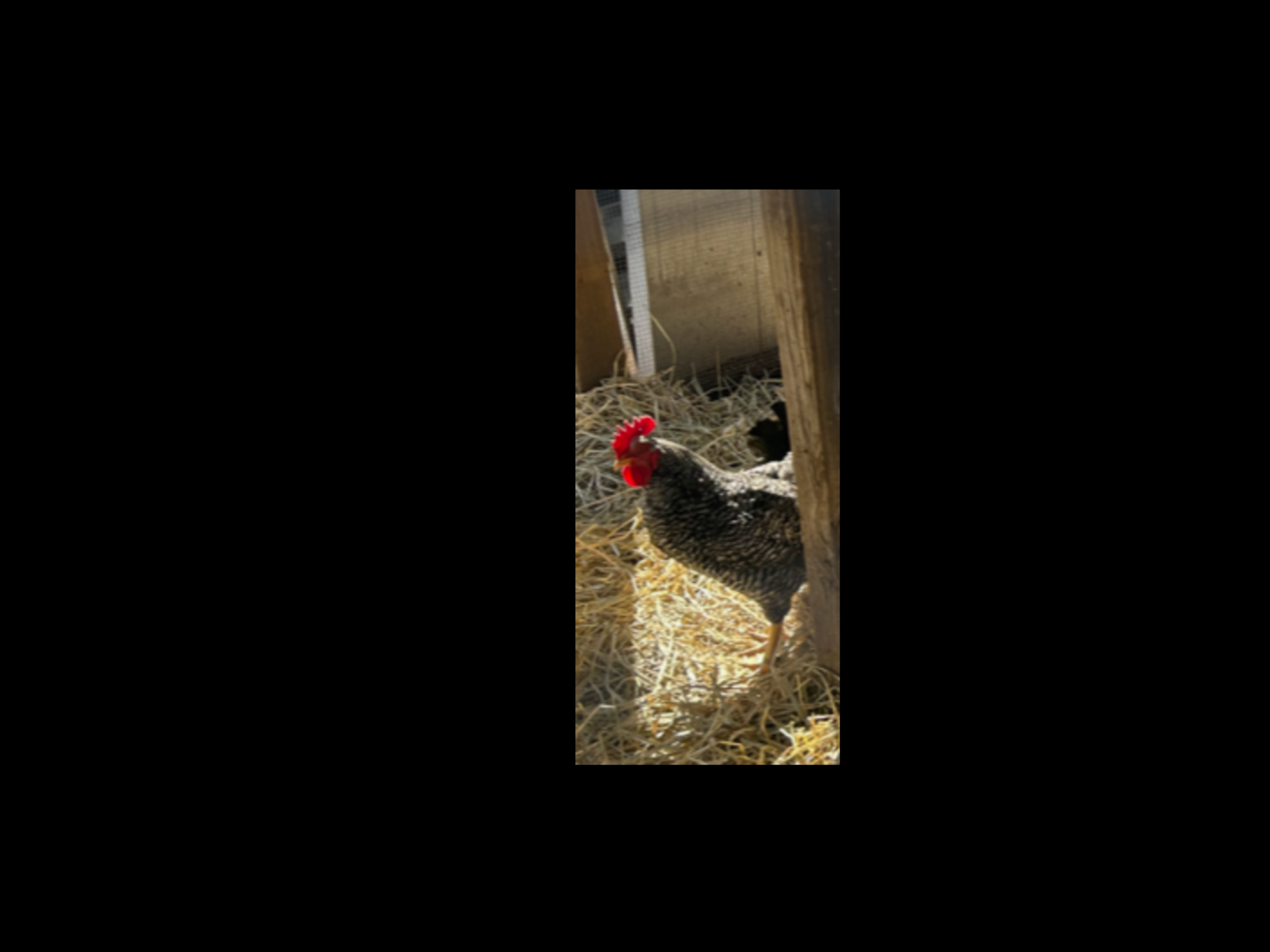 Rooster image 1