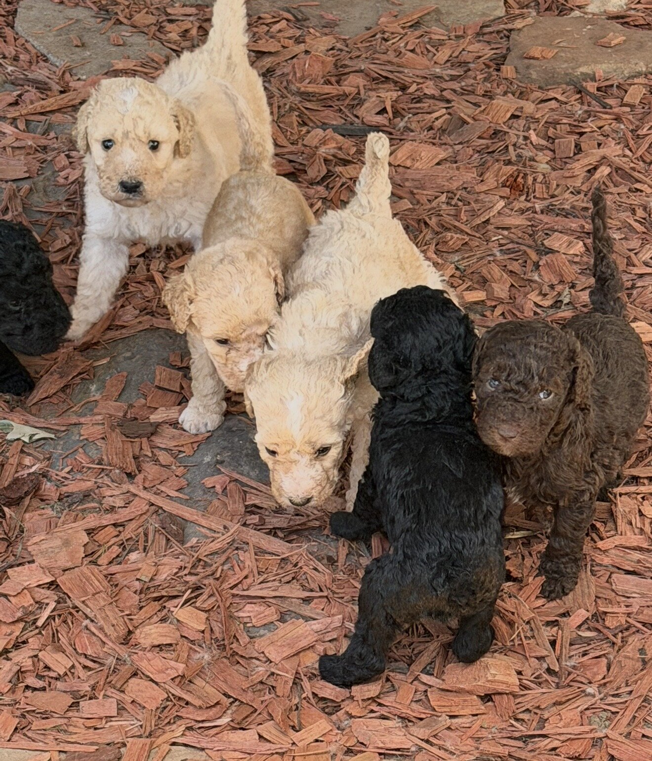 Beautiful Goldendoodle puppies image 1