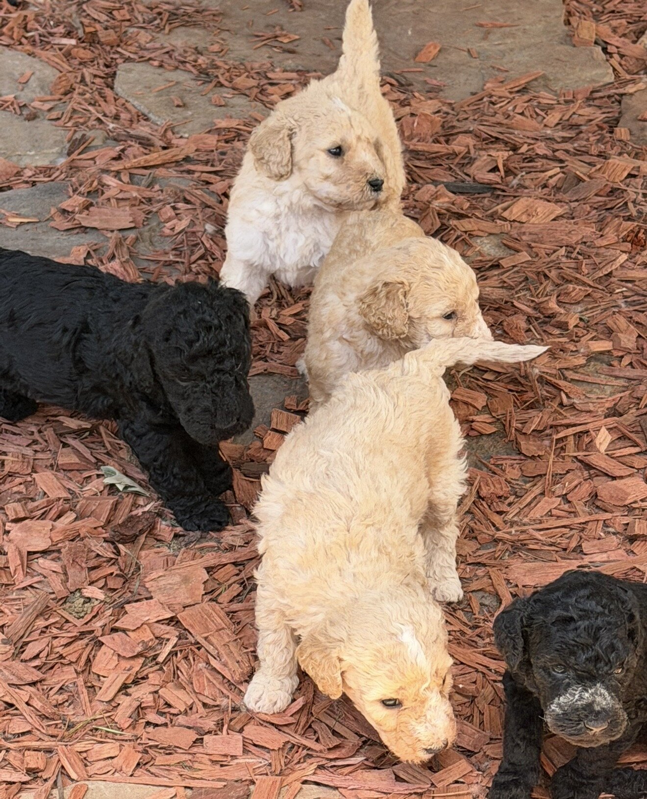 Beautiful Goldendoodle puppies image 2