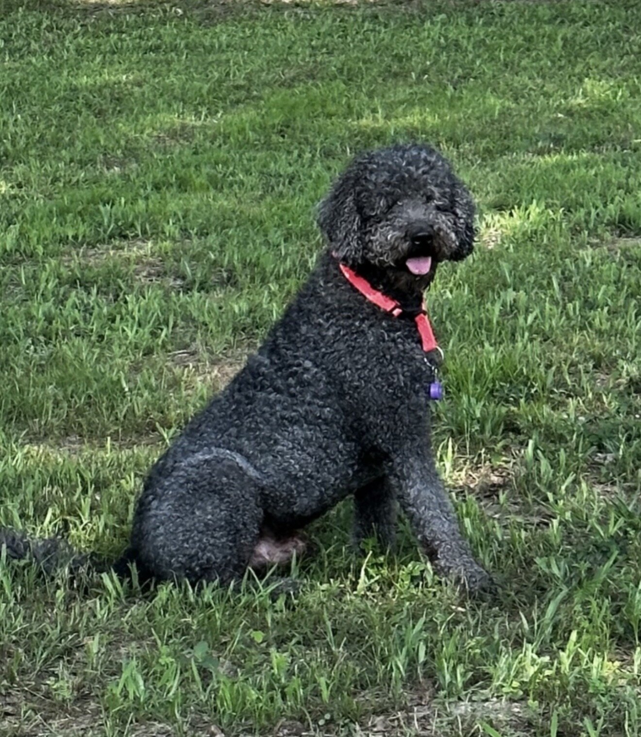 Beautiful Goldendoodle puppies image 3