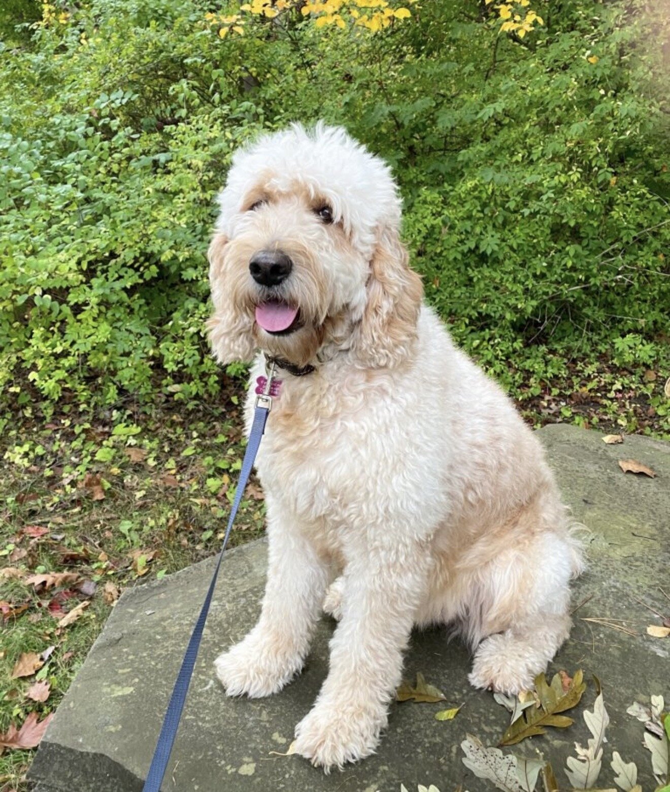 Beautiful Goldendoodle puppies image 4