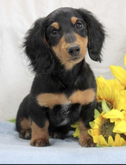 Mini Dachshund image 1