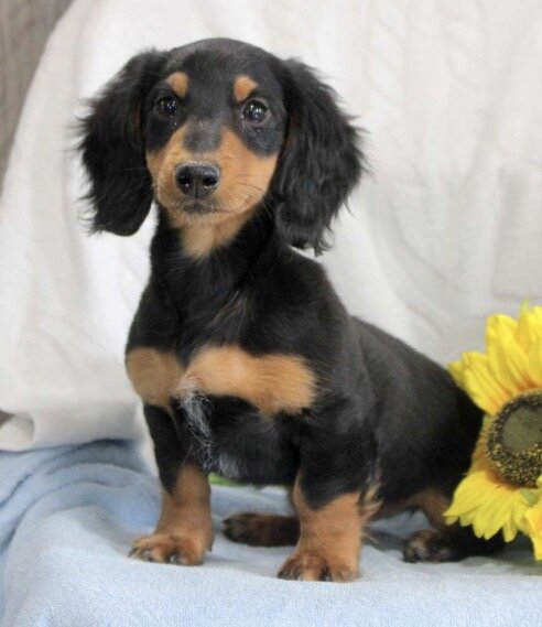 Mini Dachshund image 2