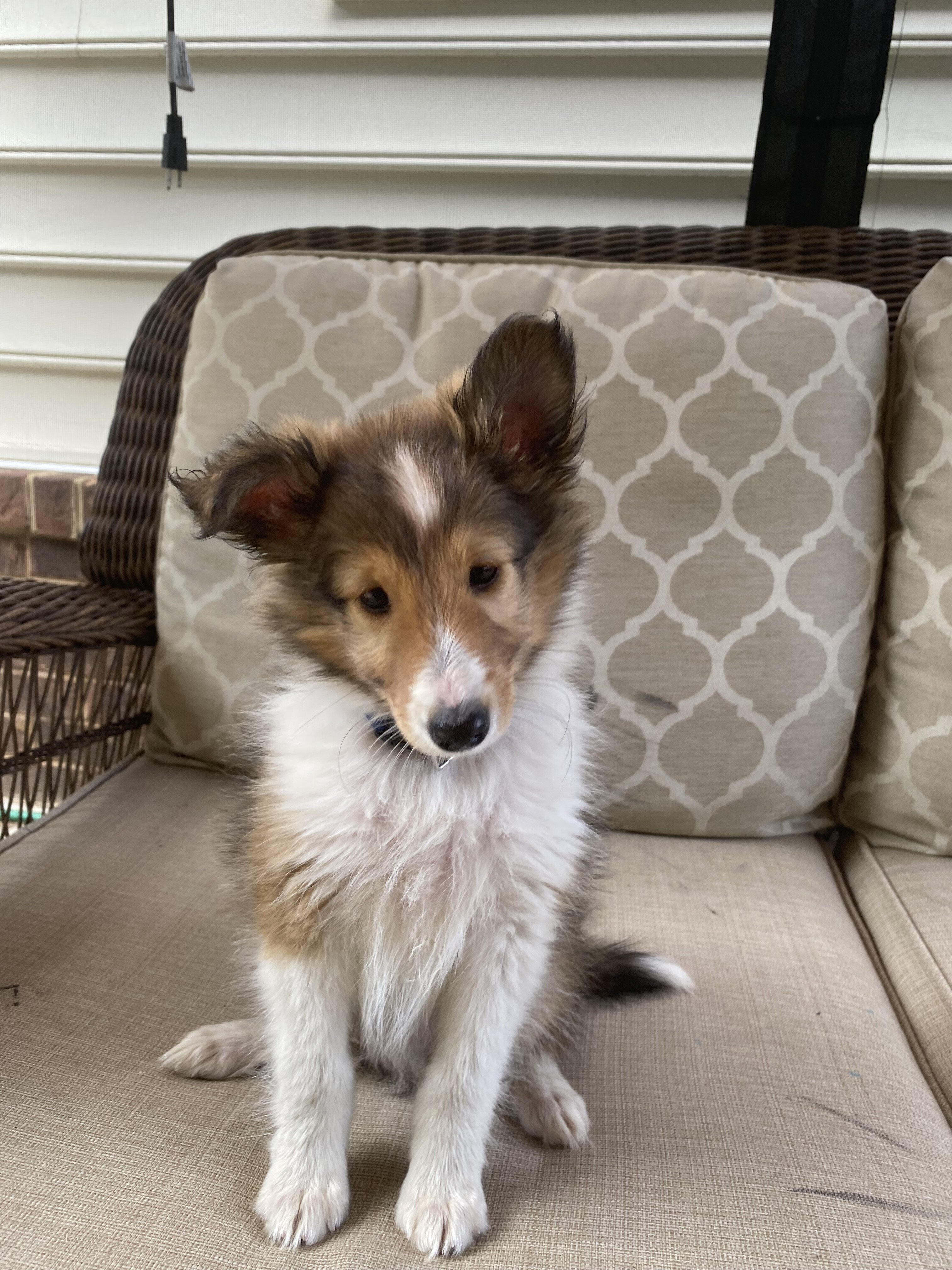 Sheltie puppies image 3