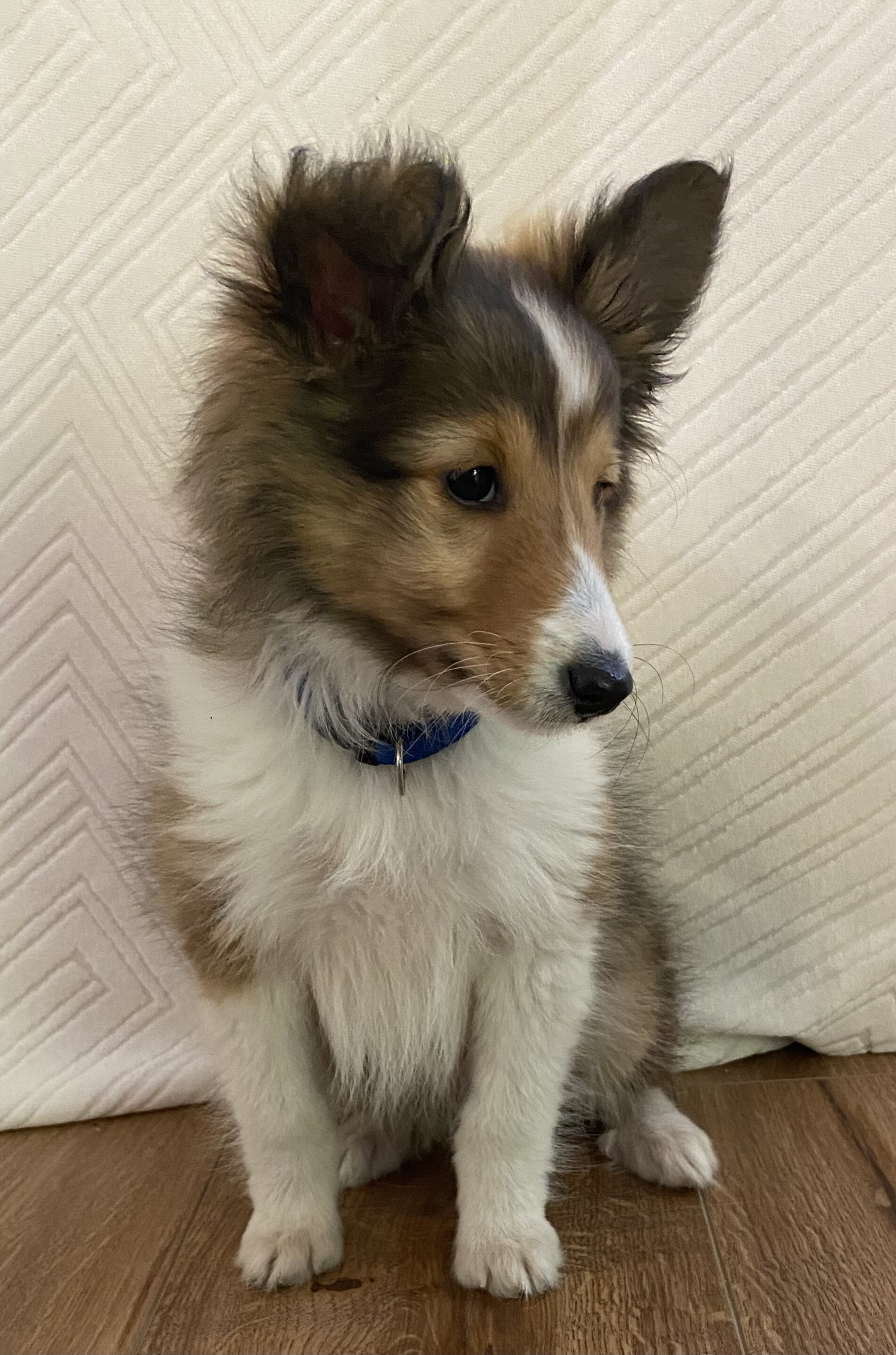Sheltie puppies image 2