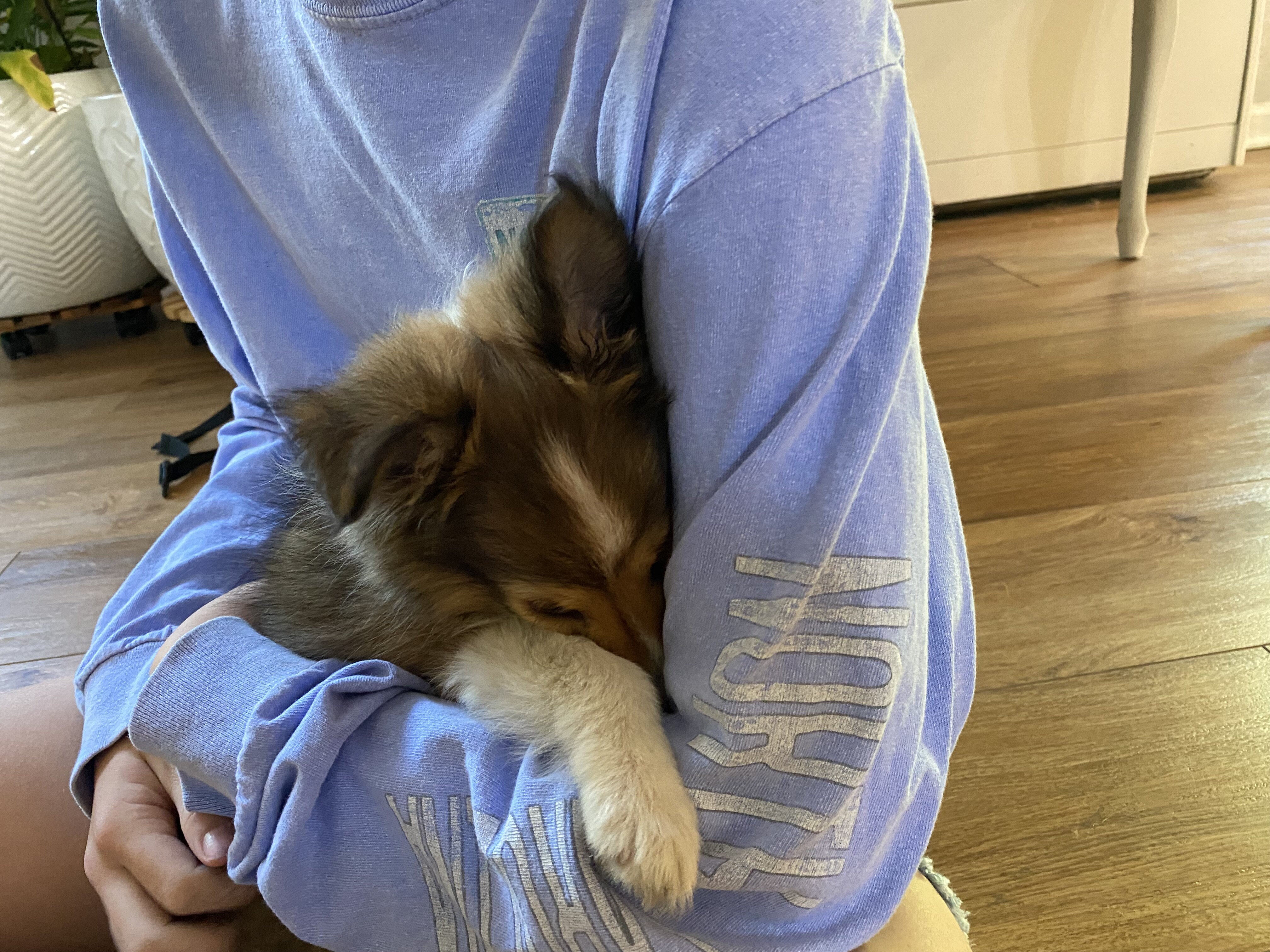 Sheltie puppies image 5