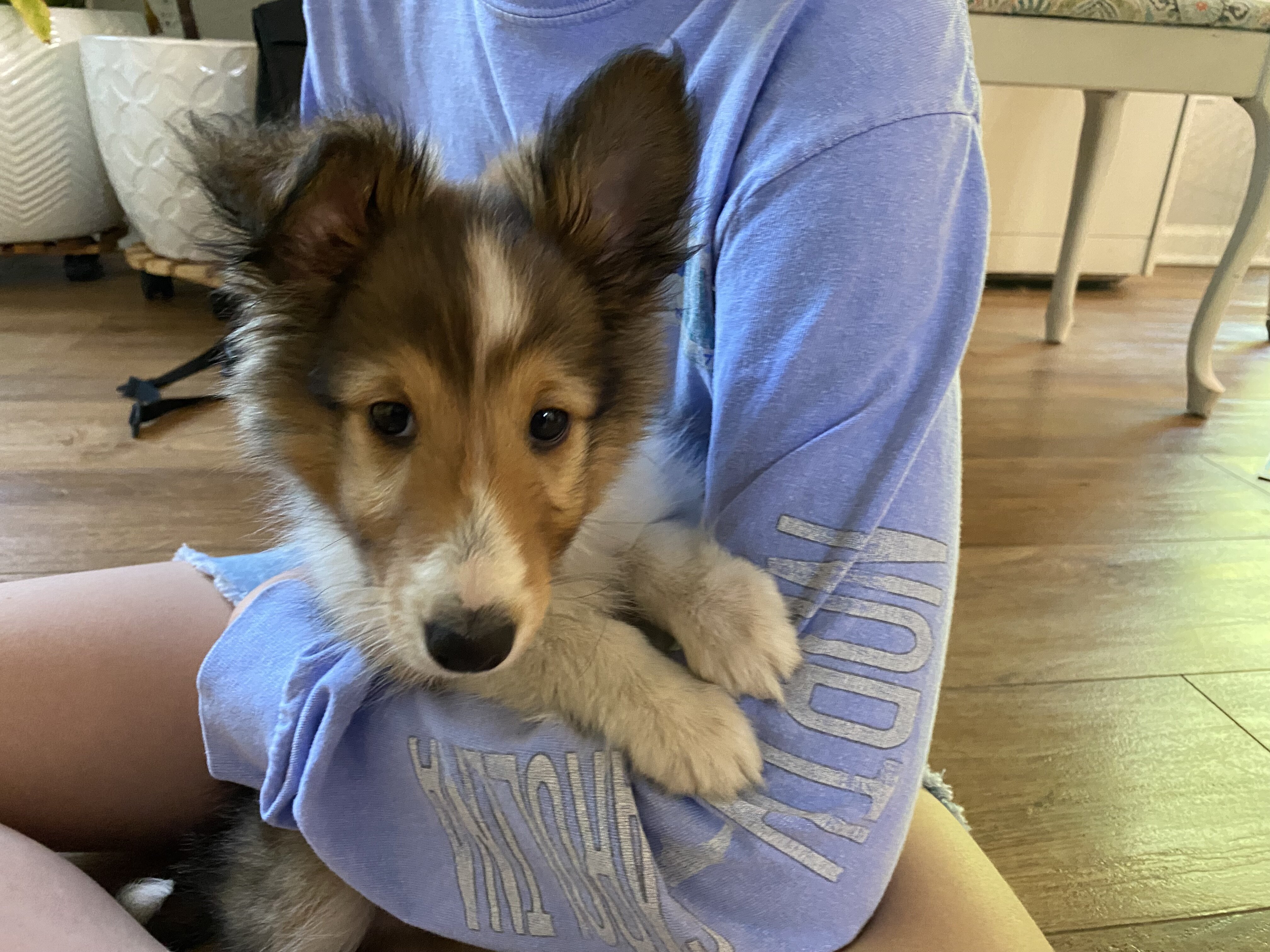 Sheltie puppies image 4