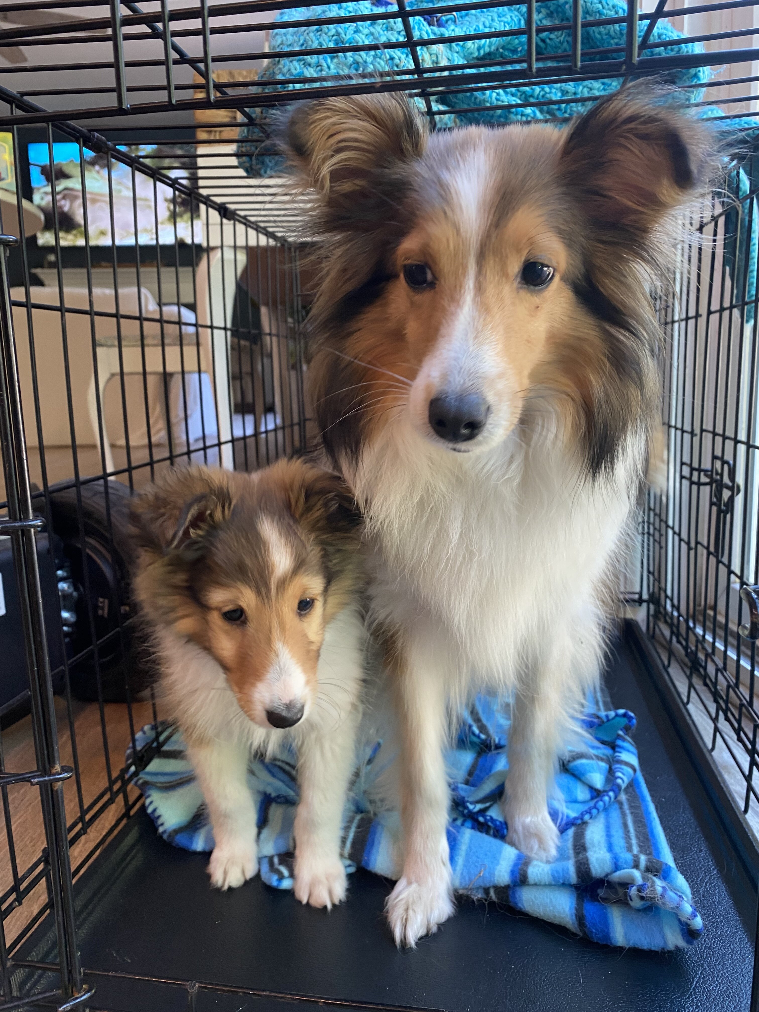 Sheltie puppies image 1