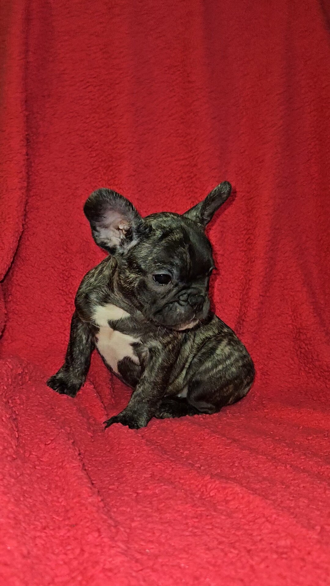 French Bulldog Pups image 7