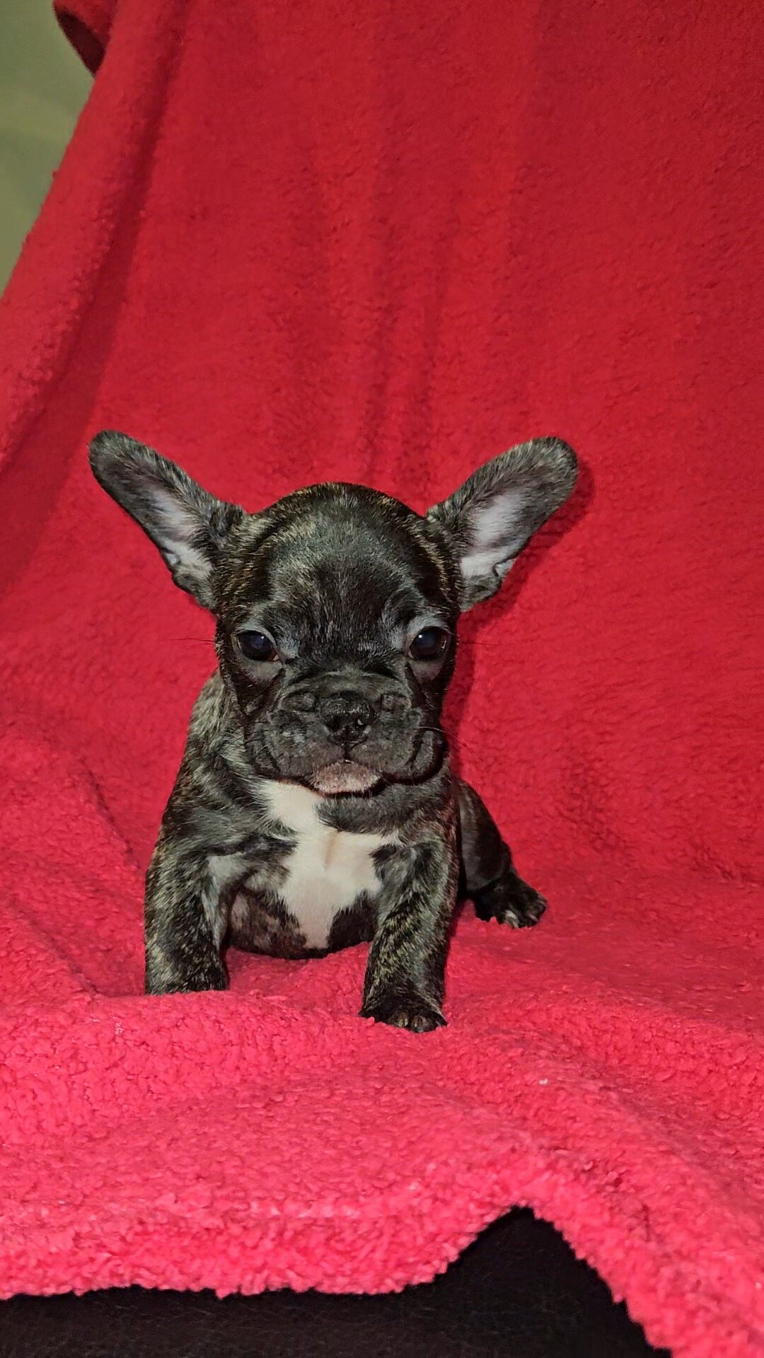 French Bulldog Pups image 8