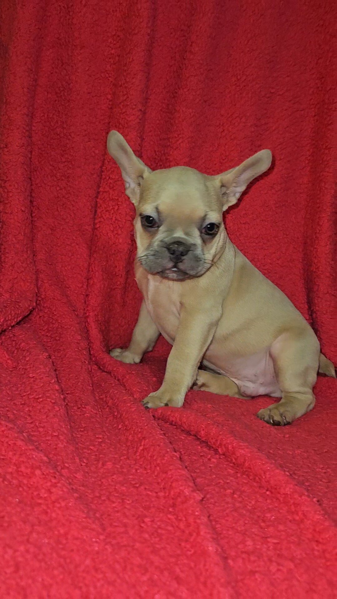 French Bulldog Pups image 3