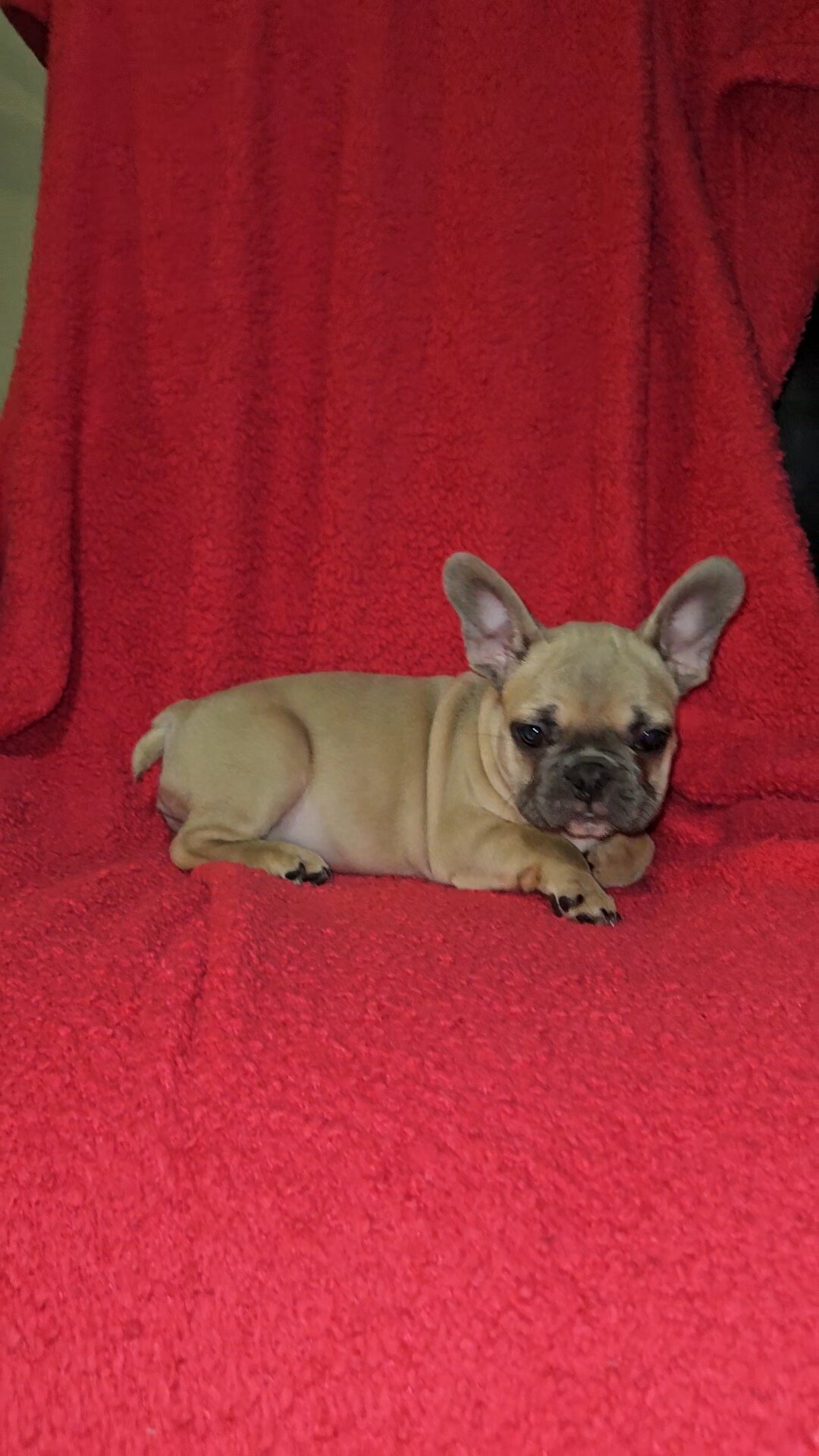 French Bulldog Pups image 1