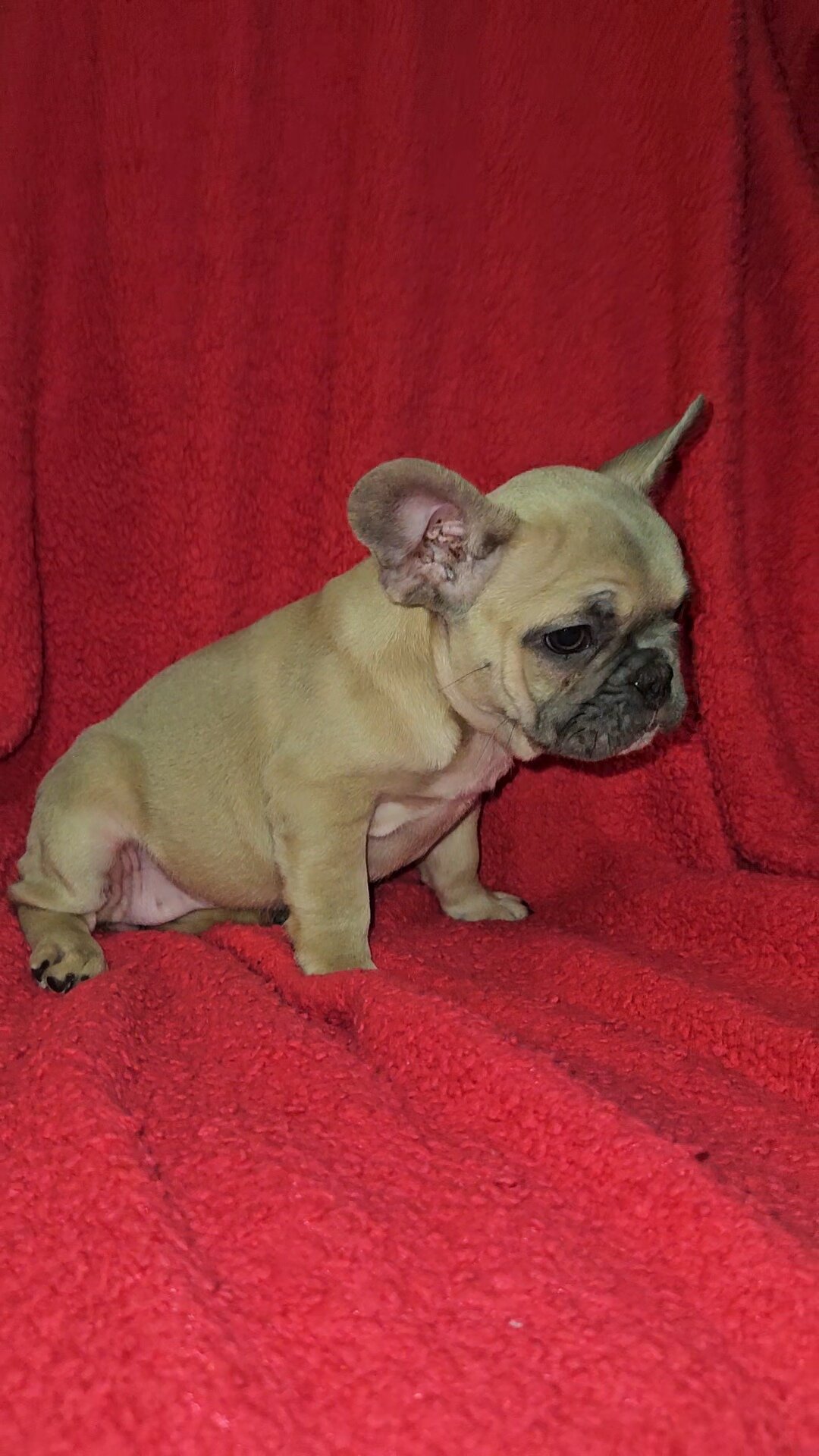 French Bulldog Pups image 2