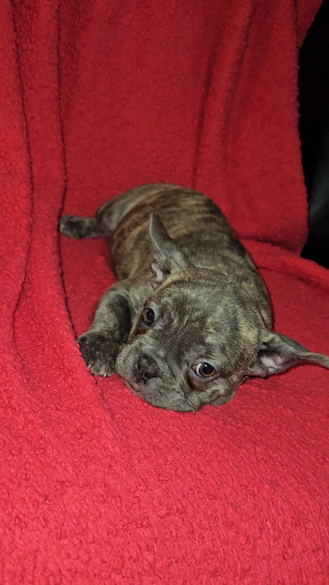 French Bulldog Pups image 5